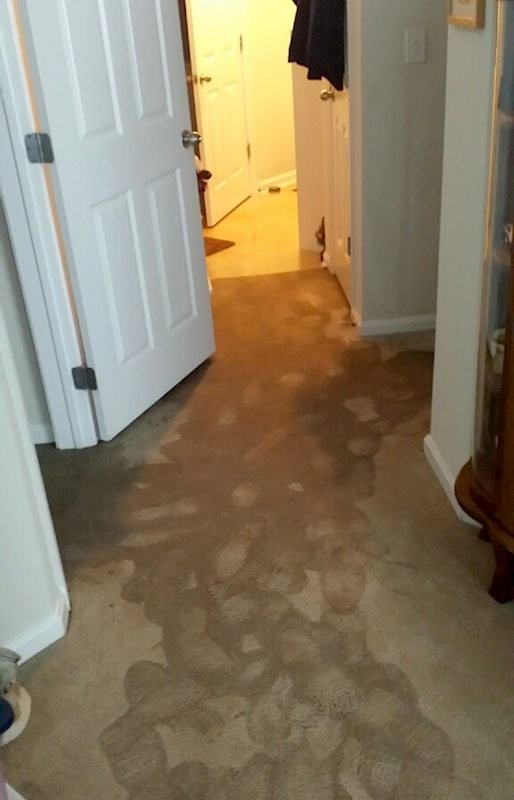 Carpet Water Damage Montgomeryville Gentle Clean Carpet Care